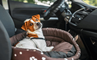 Road Trip Ready? Traveling Safely with Your Dog This Summer